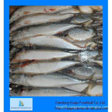 frozen mackerel prices